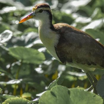 caminata por el sendero tortuguero